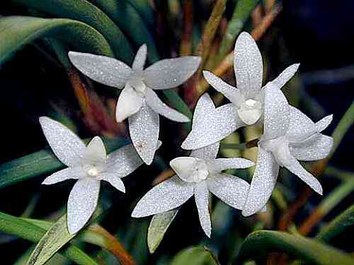 Ceratostylis philippinense